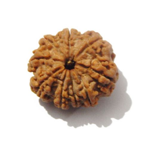 Nine Mukhi Rudraksha