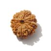 Nine Mukhi Rudraksha