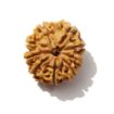 Nine Mukhi Rudraksha