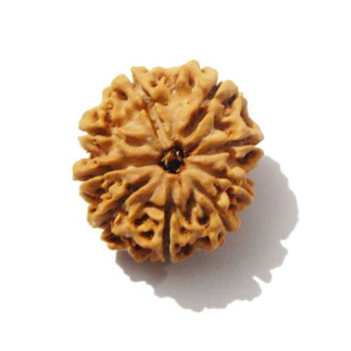 Nine Mukhi Rudraksha