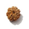 Nine Mukhi Rudraksha