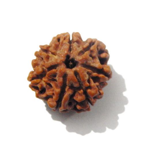 7 mukhi rudraksha 