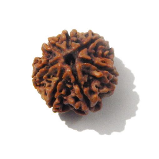 7 mukhi rudraksha 
