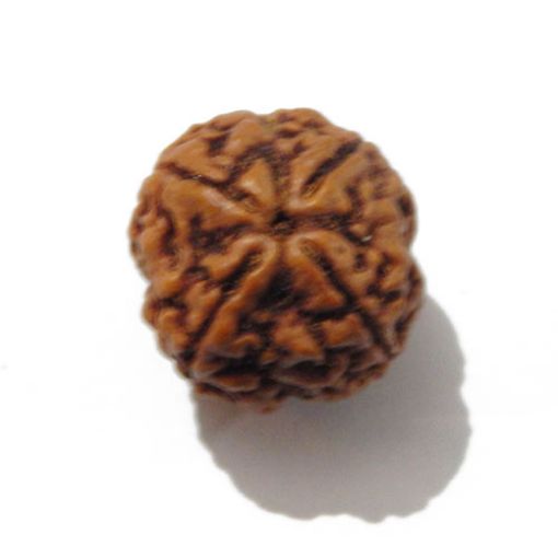 Four Mukhi Rudraksha