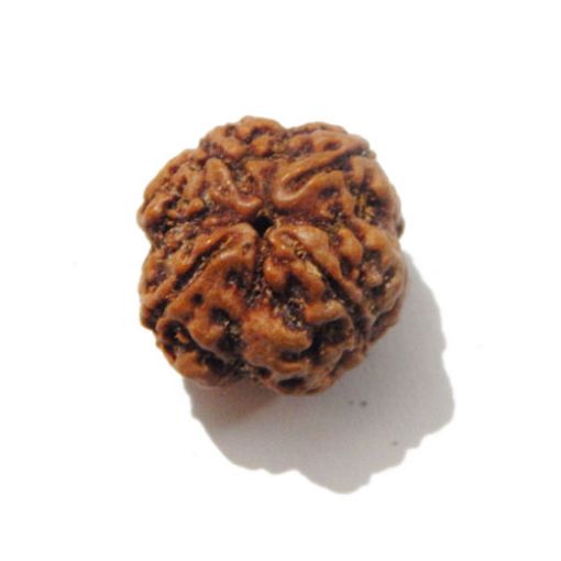 Four Mukhi Rudraksha