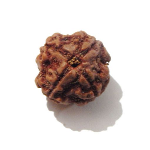 Four Mukhi Rudraksha