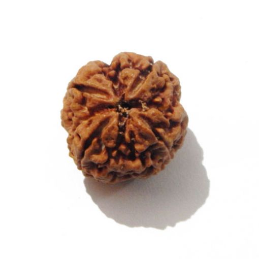 Four Mukhi Rudraksha