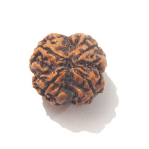 Four Mukhi Rudraksha