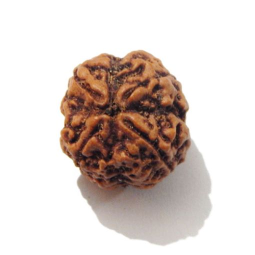 Four Mukhi Rudraksha