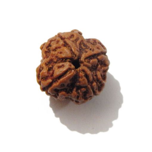 Four Mukhi Rudraksha