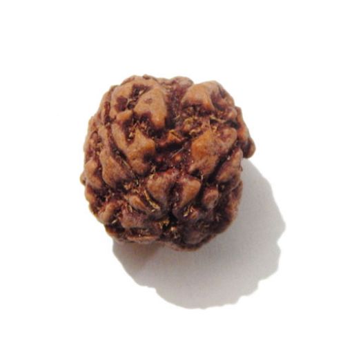 Four Mukhi Rudraksha
