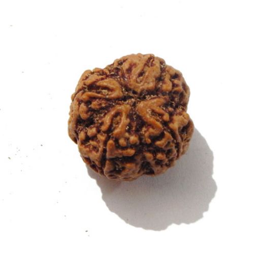 Four Mukhi Rudraksha