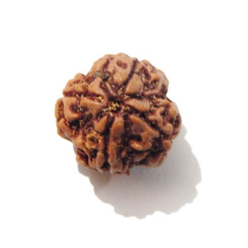Four Mukhi Rudraksha