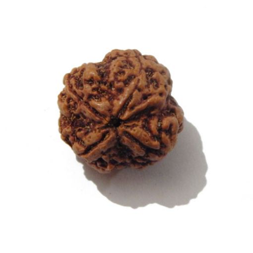 Four Mukhi Rudraksha