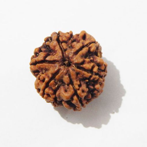 Six Mukhi Rudraksha