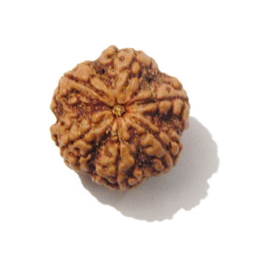 Six Mukhi Rudraksha