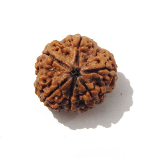 Six Mukhi Rudraksha