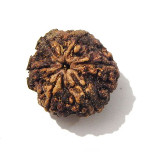 Six Mukhi Rudraksha