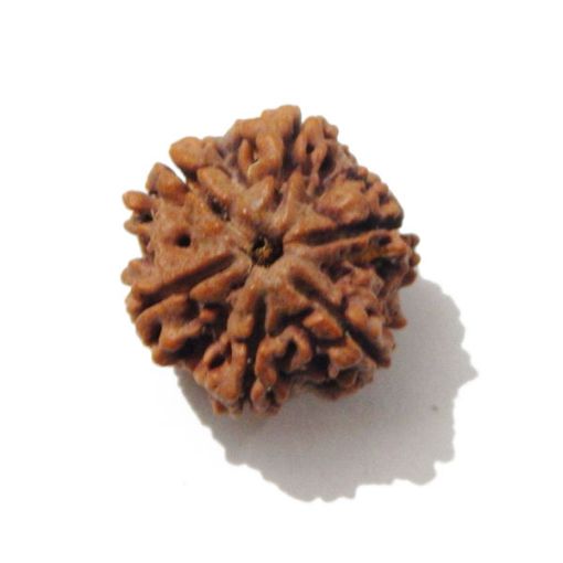 Six Mukhi Rudraksha