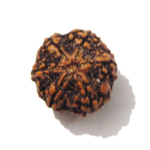 Six Mukhi Rudraksha