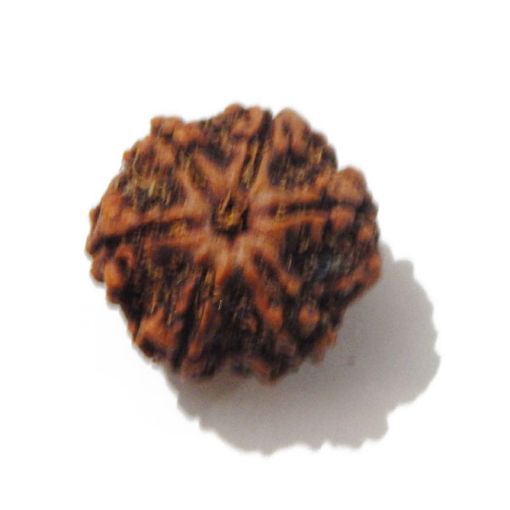 Six Mukhi Rudraksha