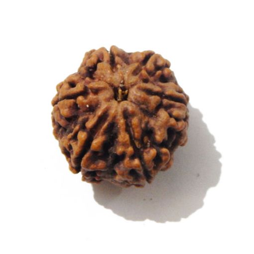 Six Mukhi Rudraksha