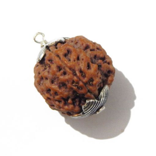 Six Mukhi Rudraksha