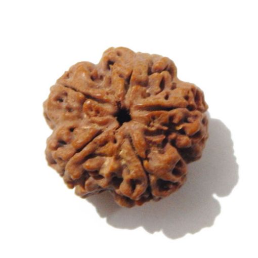 Five Face Nepali Rudraksha
