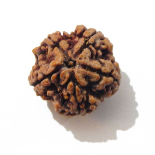 Five Mukhi Nepali Rudraksha