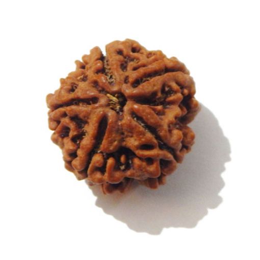 Five Mukhi Nepali Rudraksha