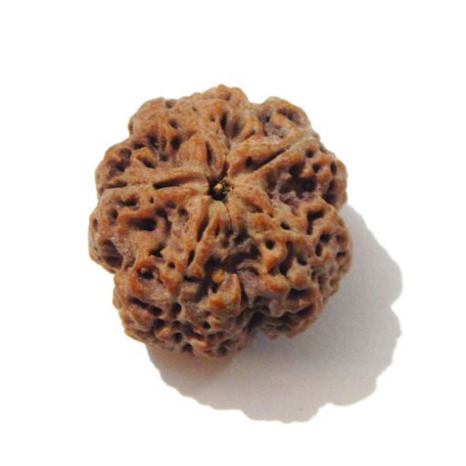 Five Mukhi Nepali Rudraksha