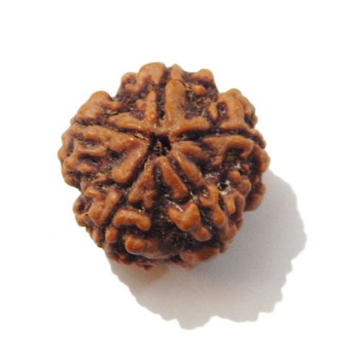 Five Mukhi Nepali Rudraksha