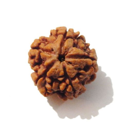 Five Mukhi Nepali Rudraksha