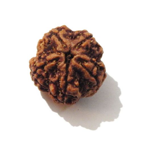 Five Mukhi Nepali Rudraksha