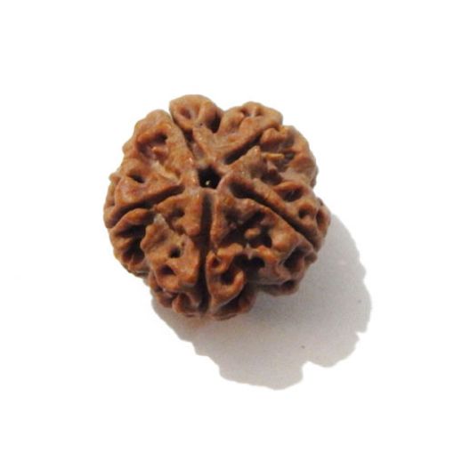 Five Mukhi Nepali Rudraksha