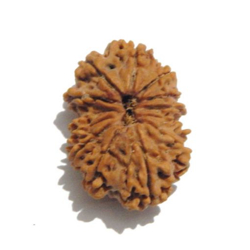 Thirteen Mukhi Rudraksha