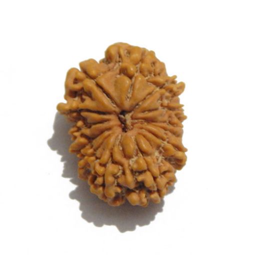 Thirteen Mukhi Rudraksha