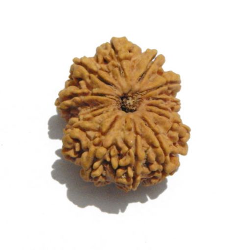 Thirteen Mukhi Nepali Rudraksha