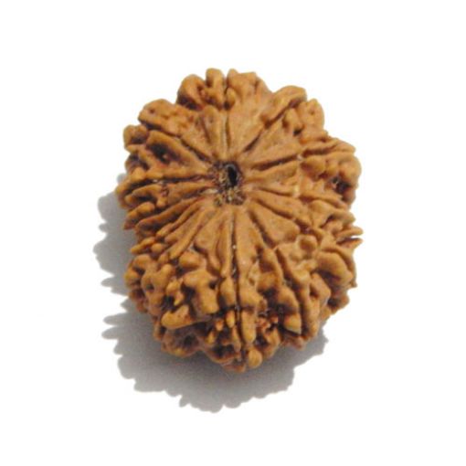 Thirteen Mukhi Nepali Rudraksha