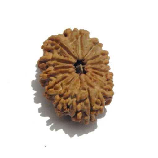 Thirteen Mukhi Nepali Rudraksha