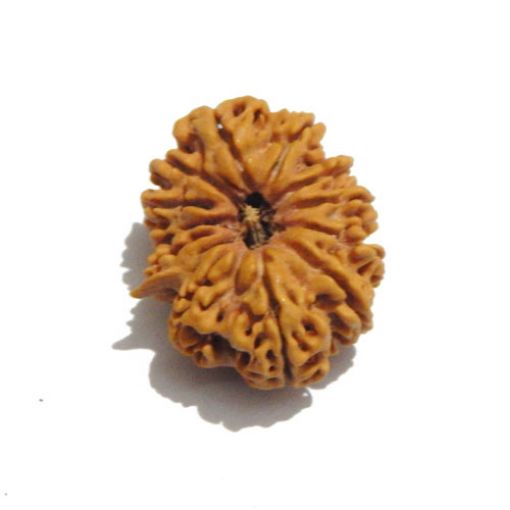 Thirteen Mukhi Nepali Rudraksha