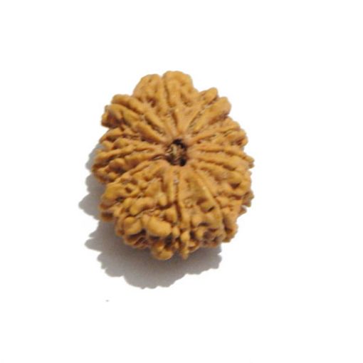 Thirteen Mukhi Nepali Rudraksha