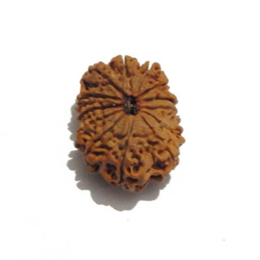 Thirteen Mukhi Nepali Rudraksha