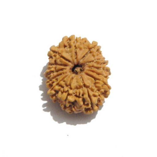 Thirteen Mukhi Nepali Rudraksha