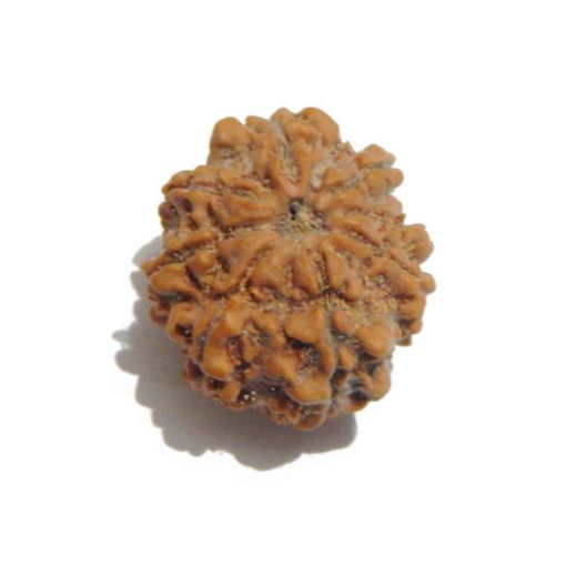 Eight Mukhi Rudraksha