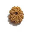 Twelve Mukhi Nepali Rudraksha