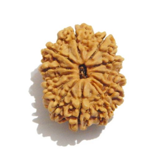 Twelve Mukhi Nepali Rudraksha