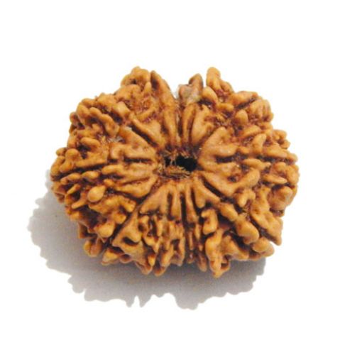 Twelve Mukhi Nepali Rudraksha