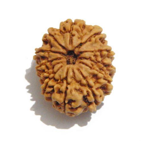Twelve Mukhi Nepali Rudraksha
