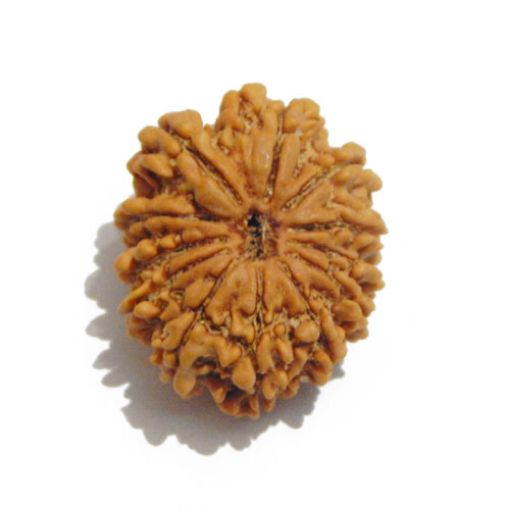 Twelve Mukhi Nepali Rudraksha